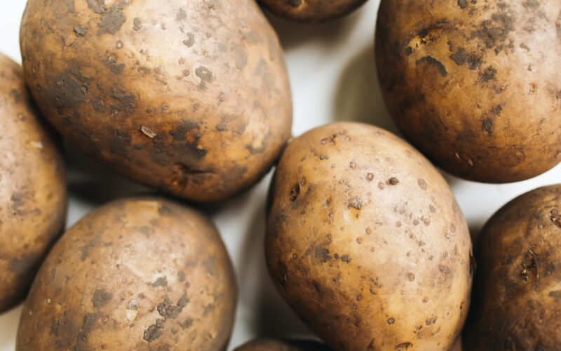 how to grow Kennebec Potatoes in your backyard