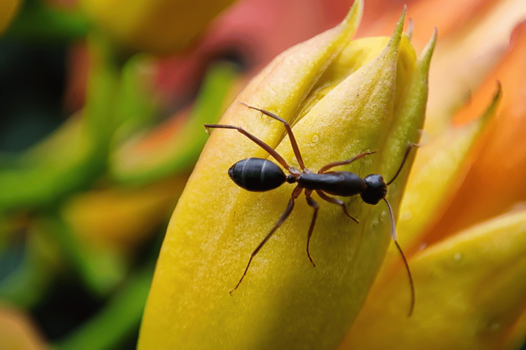 Ant Behavior on Trumpet Vines