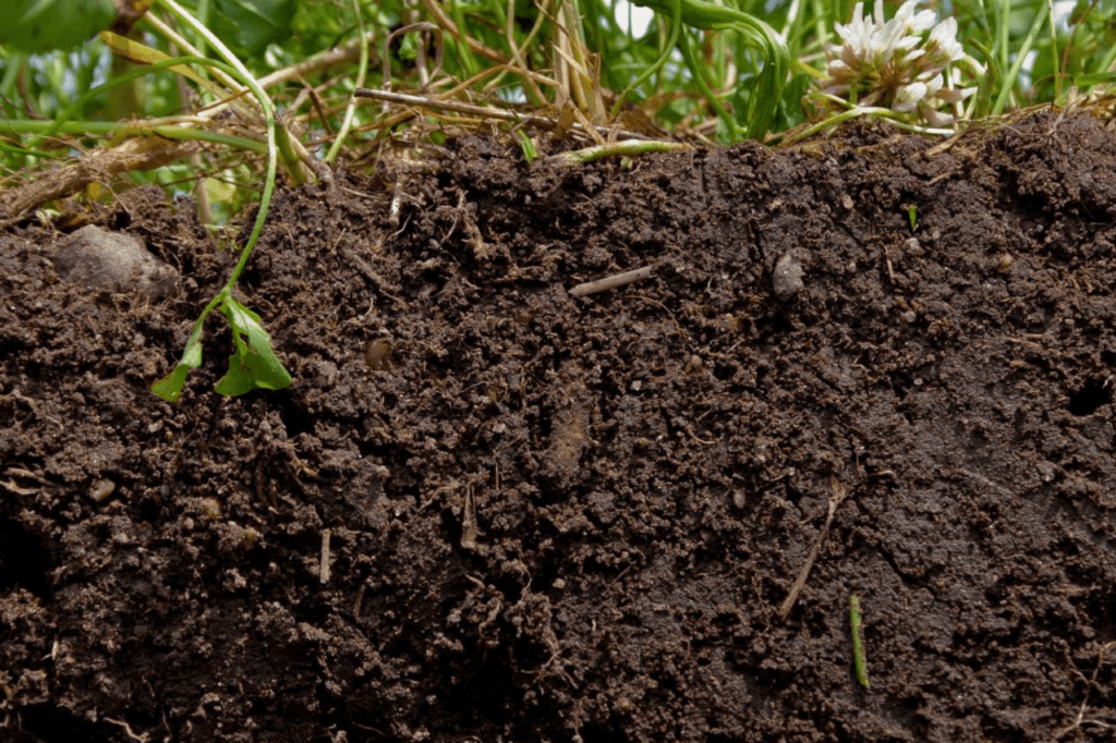 Assess the Soil's Drainage Capacity