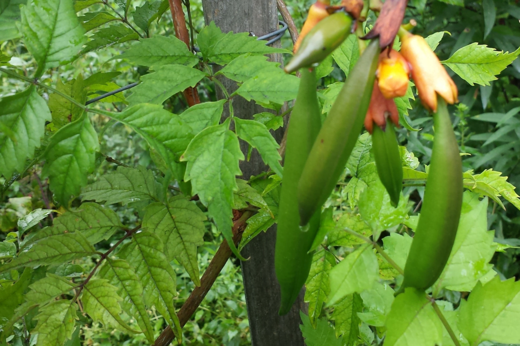 Collecting Trumpet Vine Seed Pods