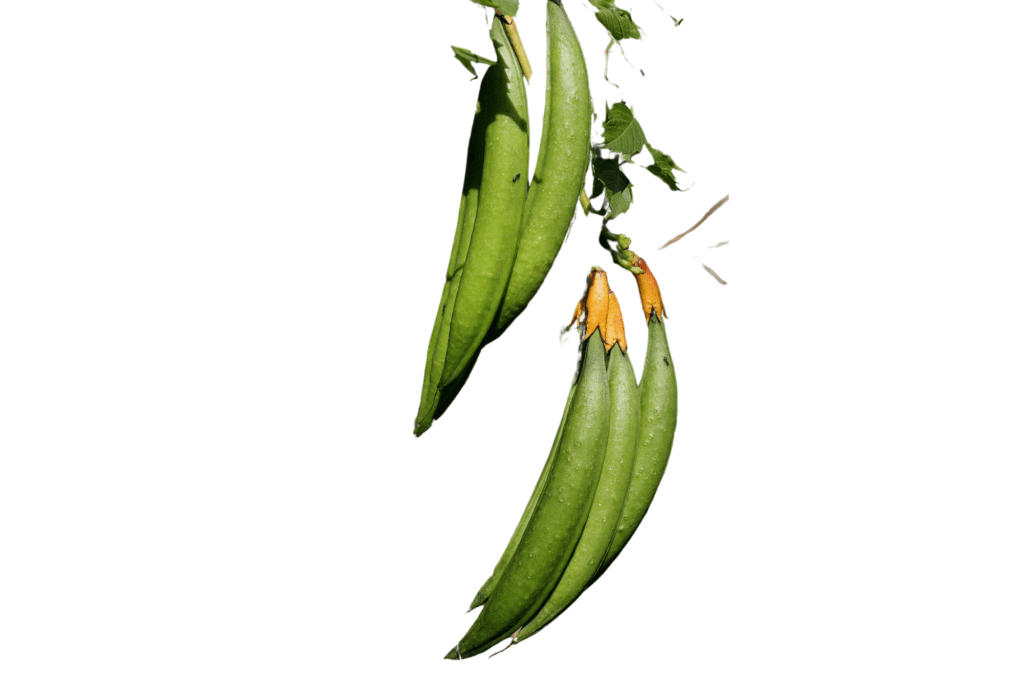 Collecting and Preparing Trumpet Vine Pods