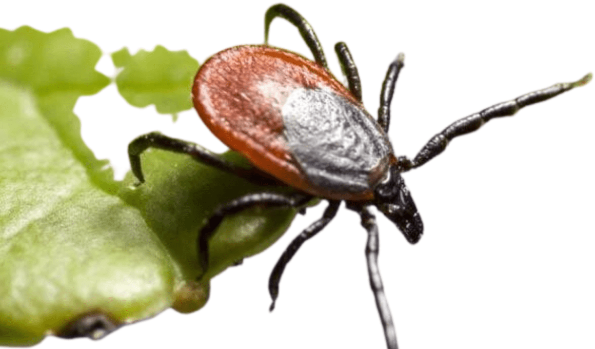 Get Rid Of Ticks In Your Yard Naturally