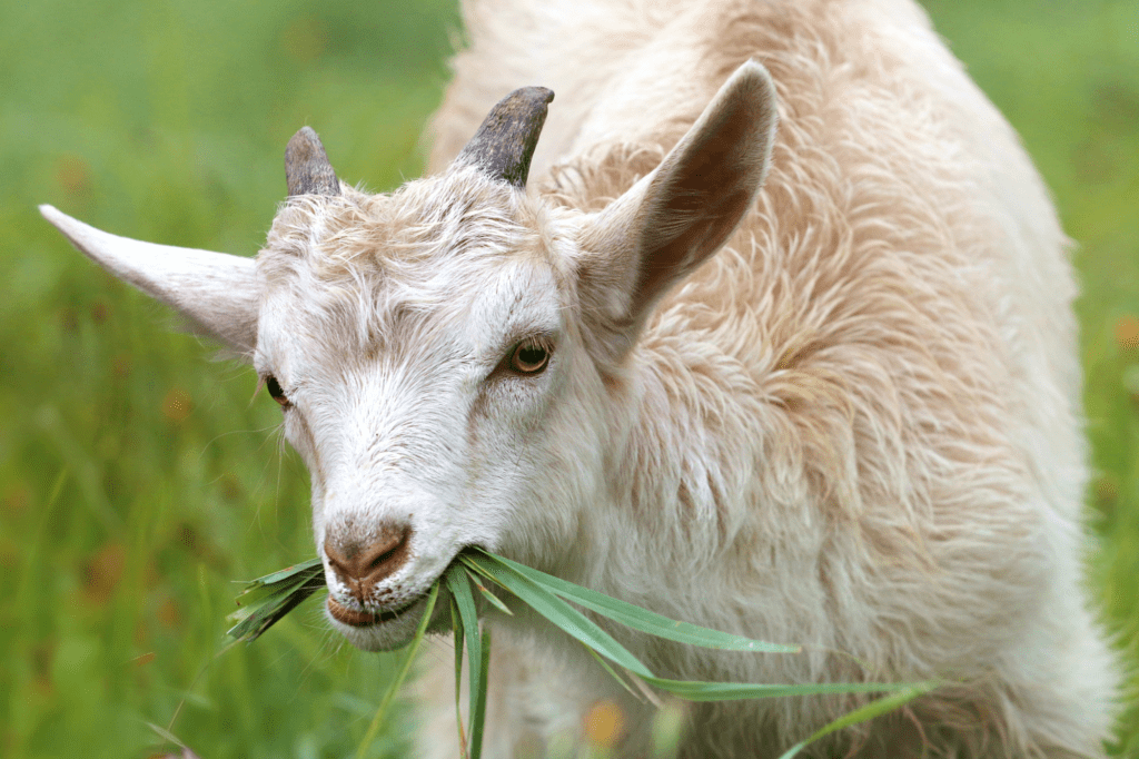 Goats Eat Trumpet Vine