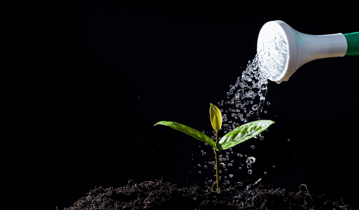 How Often To Water Seedlings