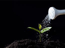 How Often To Water Seedlings