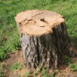 How To Treat And Seal Tree Stumps For Outdoor Use