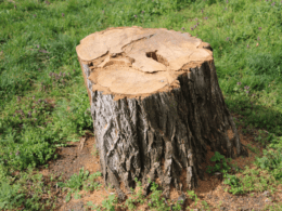 How To Treat And Seal Tree Stumps For Outdoor Use