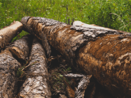 How To Treat Untreated Wood For Outdoor Use