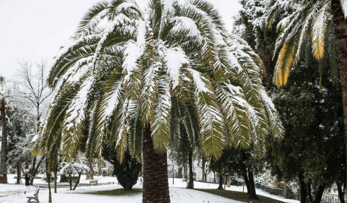 Keep A Palm Tree Alive In The Winter