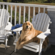 Keep Dogs From Peeing On Your Outdoor Furniture