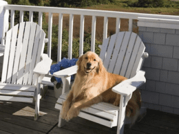 Keep Dogs From Peeing On Your Outdoor Furniture