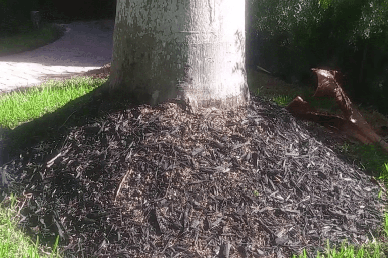 How To Keep A Palm Tree Alive In The Winter