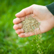 Plant Grass Seed On Existing Lawn