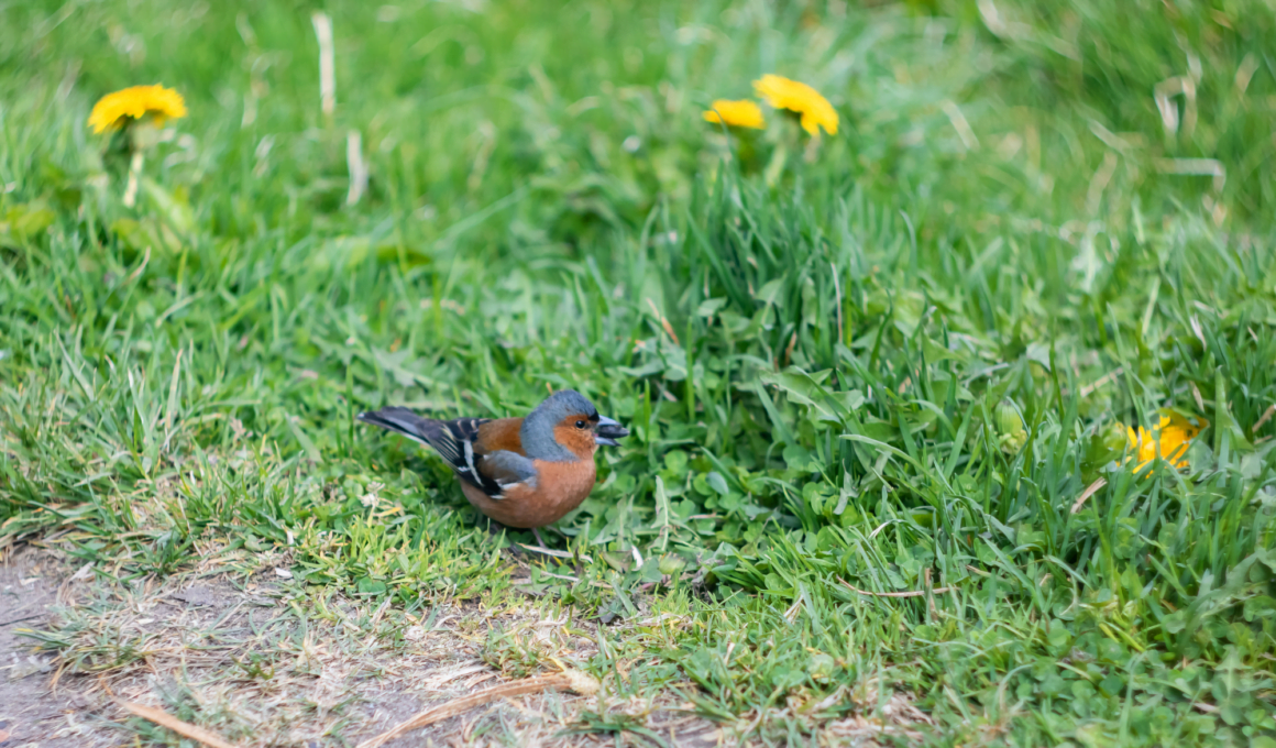 Protect Grass Seed From Birds
