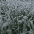 Protect New Grass From Frost