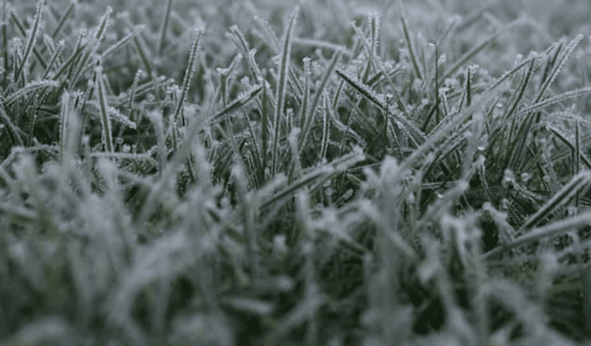 Protect New Grass From Frost