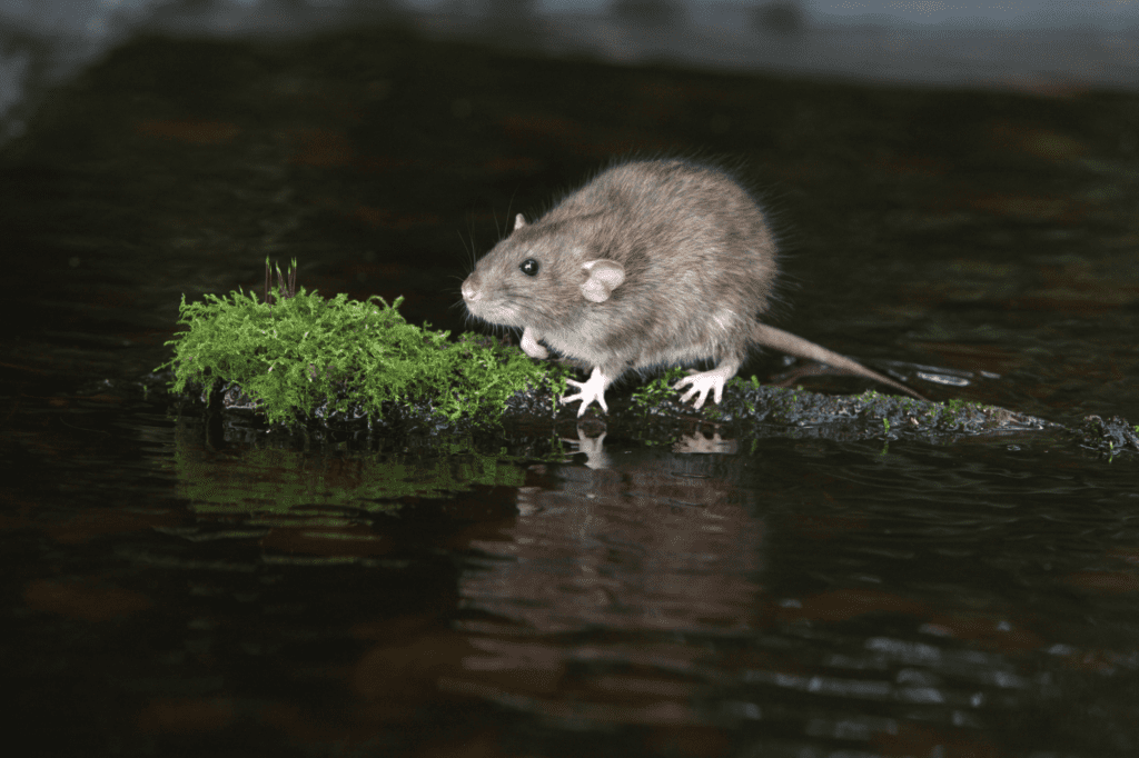 Rat Behavior and Habits