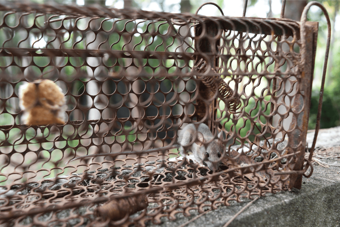 Backyard Rats How to Get Rid of Backyard Rats: Effective Solutions & Tips
