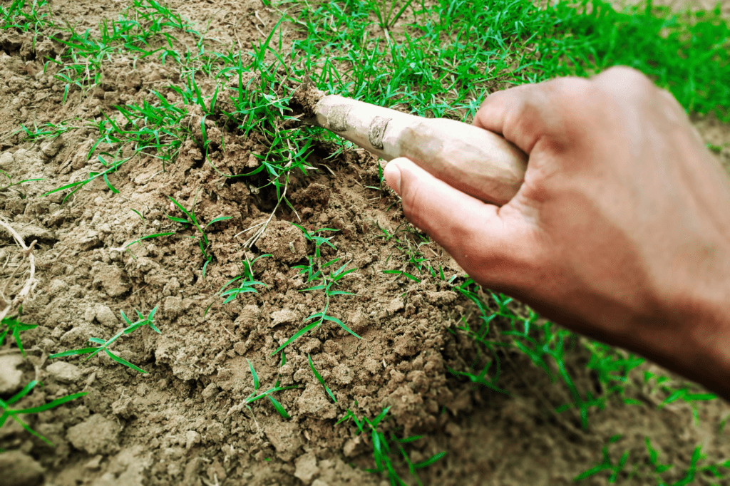 Remove Grass and Prepare the Soil