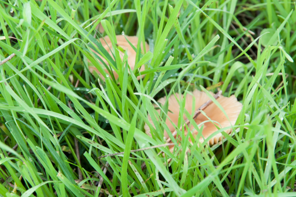 Type of Mushrooms In Your Lawn