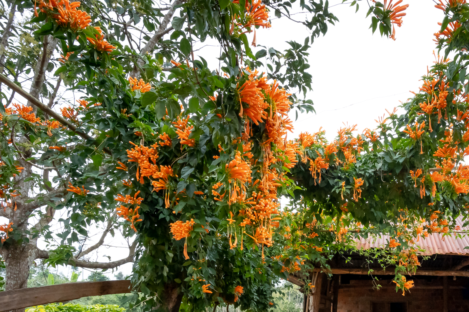 Does Trumpet Vine Cause A Rash? Learn the Facts & Tips!