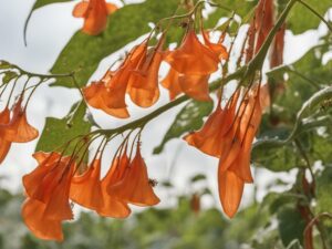 What Insects Attack Trumpet Vines