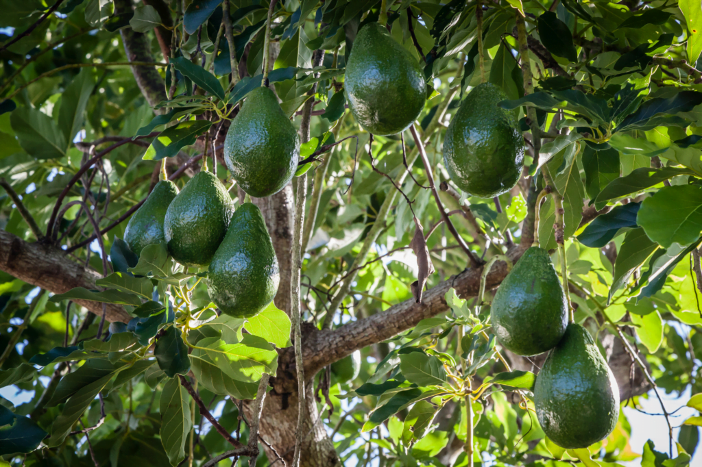 Avocado Trees in Florida