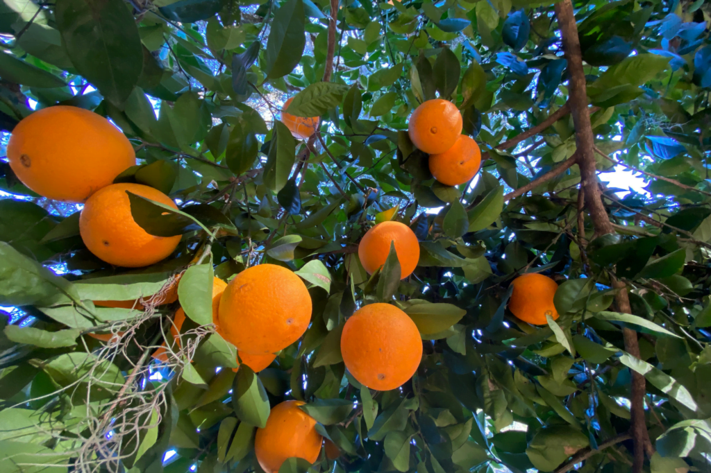 Citrus Trees in Florida