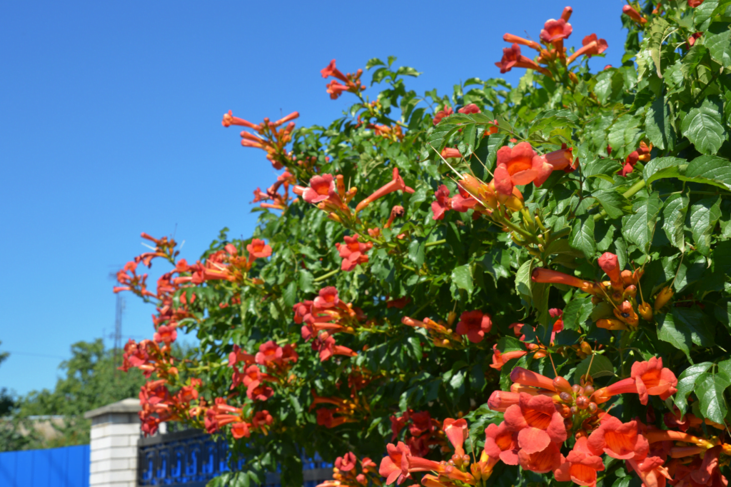 Ideal Conditions for Trumpet Vine Growth