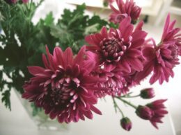 Chrysanthemums - fall gardening ideas