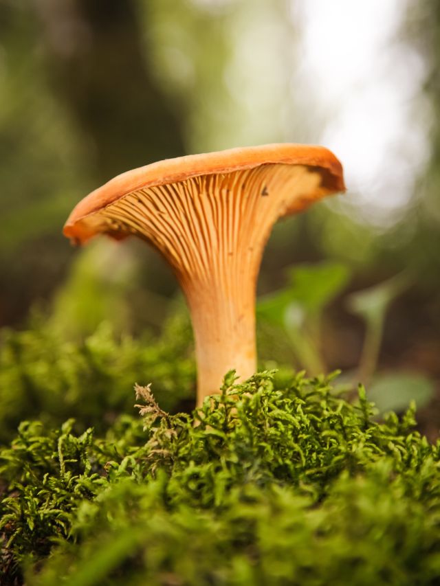 Learn How To Grow Chanterelle Mushrooms
