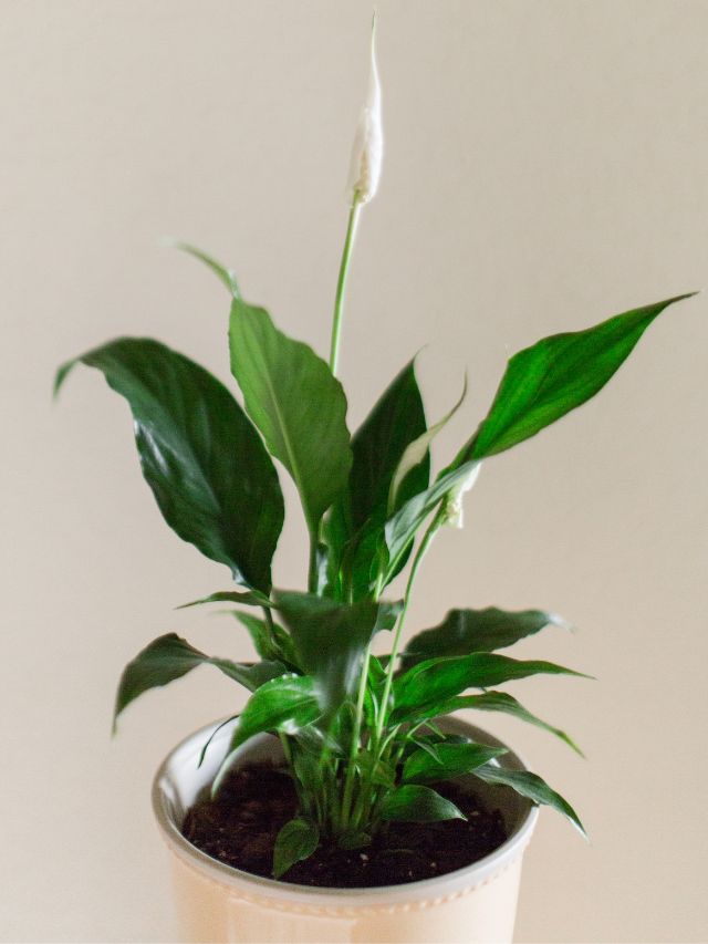 How to Care for a Peace Lily Indoors: 5 Tips