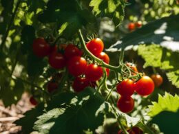 Can Cherry Tomatoes Grow In Shade