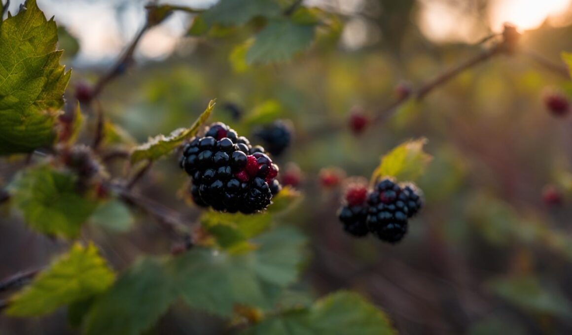 Does Roundup Kill Blackberries