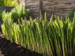 How To Grow Basil And Asparagus Together
