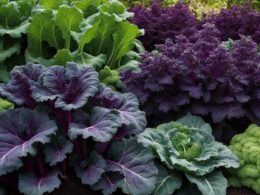 How To Grow Kale And Eggplant Together