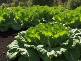How To Grow Kale And Lettuce Together