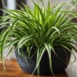 How To Make Spider Plant Bushier