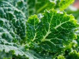How To Remove Aphids From Kale