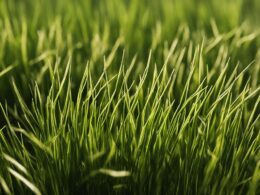 How To Speed Up Grass Seed Germination