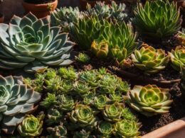 What To Do With Aeoniums After Flowering