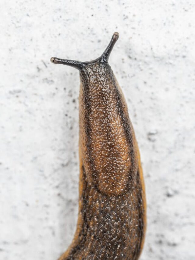 How To Get Rid Of Slugs On Patio