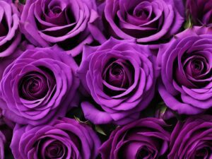 Are Purple Roses Real