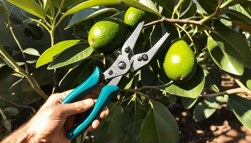 Avocado tree pruning tips