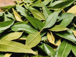 Bay Leaves For Roaches