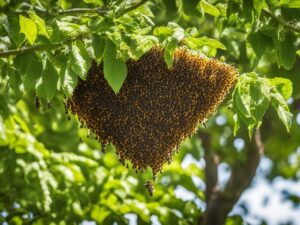Bees Nest In Tree