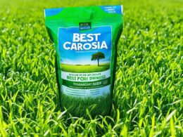Best Grass Seed For South Carolina