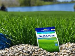 Best Grass Seed For Virginia