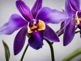 Blue And Purple Orchids