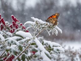 Butterfly Bush In Winter